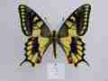 Papilio machaon (aberrant cold shock) 0 (Internet Image property of respective owner, non-commercial use only)